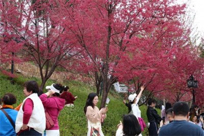 ​寒潮即将返场，武汉樱花会被“冻”住吗？专家：短时降温不会影响樱花开放，有