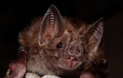 ​吸血蝙蝠真的存在吗，会吸人血吗？