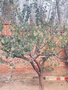 ​杏树的修剪知识