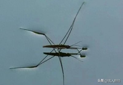 ​分布于我国多地的一种独特的水生昆虫，适应各种水域环境——水黾