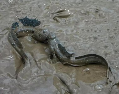 ​快来！弹涂鱼约架了