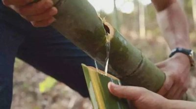 ​酒从竹子里“种”出来，马云连说三个好！