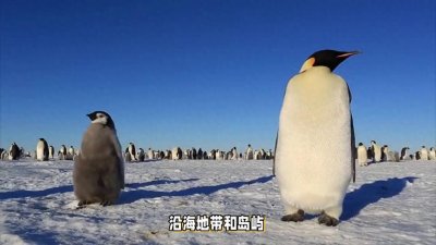 ​为什么北极没有企鹅？20世纪放养北极的69只企鹅，后来...