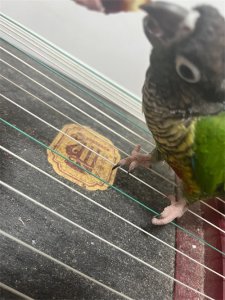 ​养鹦鹉入门新手指南及教鹦鹉说话全攻略