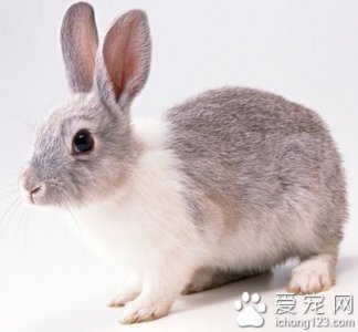 ​兔子喜欢吃什么草（兔子养殖饲料）