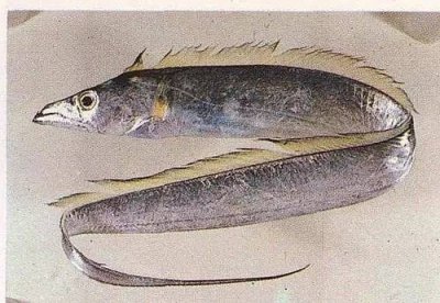 ​<完全鱼种手册>认识带鱼