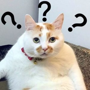 ​“联合国总部将搬到西安”的案子破了！是谁给这些人的勇气？