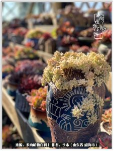 ​多肉真的有＂毒＂！劝君慎入坑