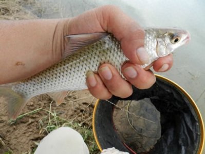 ​上钩时拉力大，逃窜猛，两广地区的人最喜欢钓的鱼种“土鲮”