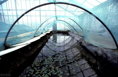 ​下河最怕的水蛭，如今1斤卖到750元，很多村民投入养殖，却是骗局