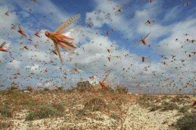 ​传说中的蝗灾是个啥？