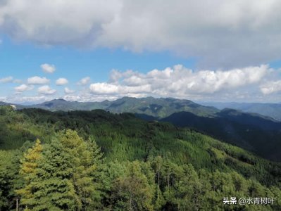 ​森林的四大功能包括哪些（供给、调节、服务及支持四大类）