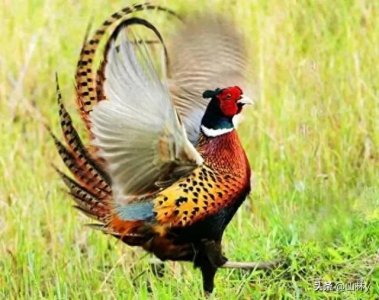 ​漂亮的锦鸡图片60张，羽毛靓丽，堪比凤凰！