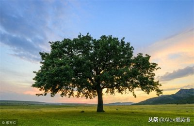 ​英语｜英语经典美文朗读《致橡树》附音频