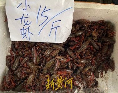 ​价格低至10元一斤，济南人的小龙虾“自由”来了