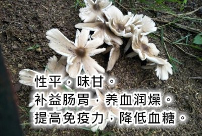 ​菌中贵族“鸡枞”，依靠白蚁生长的稀有美味，营养极高