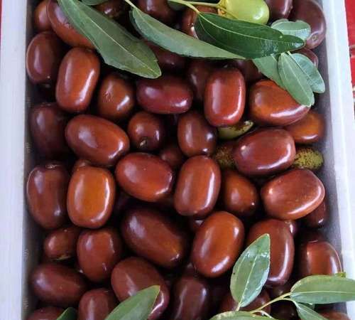 冬枣有点苦可以吃吗