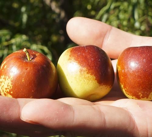 冬枣干瘪了还能吃吗