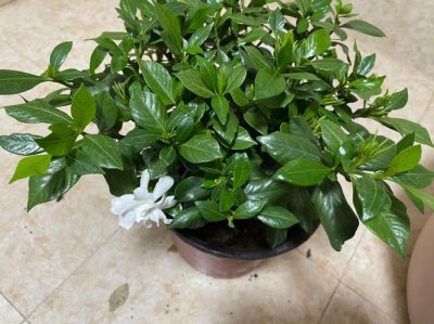 ​大叶栀子花怎么养（大叶栀子花的养殖方法）