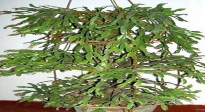 ​仙人掌嫁接蟹爪兰花架制作方法