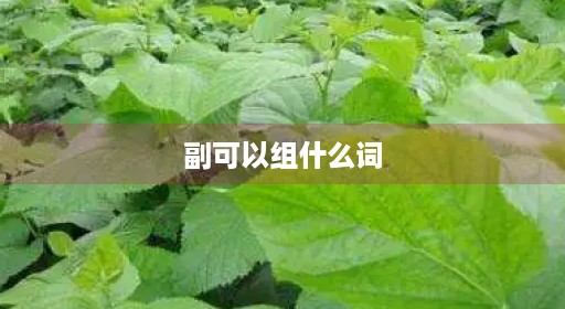 副可以融组什么词