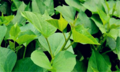 ​长寿菜是什么菜