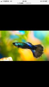 ​美丽的观赏鱼孔雀鱼