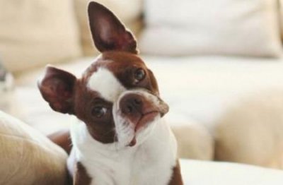 ​哈士奇拉稀了怎么办？哈士奇拉屎稀怎么办？