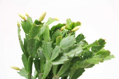 ​王大哥养花有诀窍，给花喂点“薄油水”，蟹爪兰开花盆盆旺！