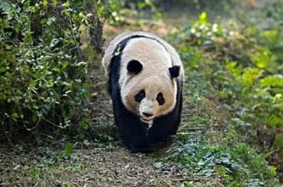 ​熊猫这么可爱憨厚的 在古时候它可是战斗力爆表