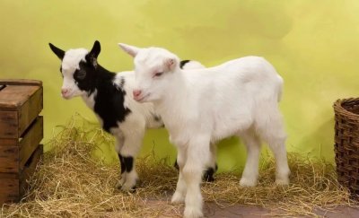 ​三勤是哪三勤(什么是三勤、五知、六净？)