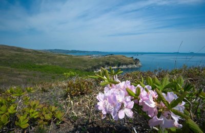 ​赤峰适合养什么花，市花和市树是什么