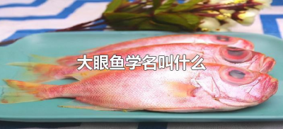 ​大眼鱼学名叫什么（河里大眼鱼学名叫什么）