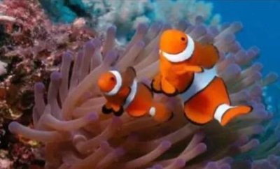 ​身体上的毛会越刮越多吗(汗毛为什么越来越多)