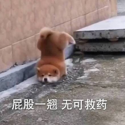 狗狗摔倒下的搞笑瞬间