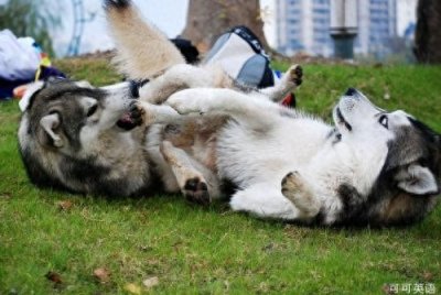 ​狗狗摔倒下的搞笑瞬间