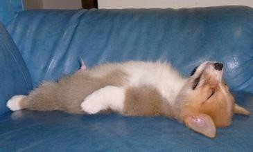 狗狗摔倒下的搞笑瞬间