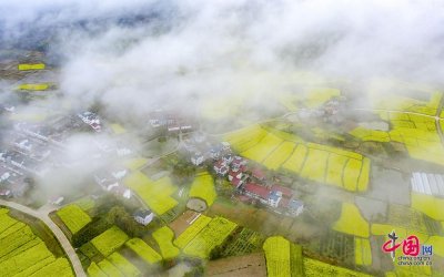 ​江西武宁：油菜花海浓雾缭绕 雾里看花美若仙境