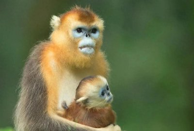 ​中国将向比利时提供3只金丝猴，合作期10年