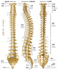 ​解剖图谱 | 脊柱