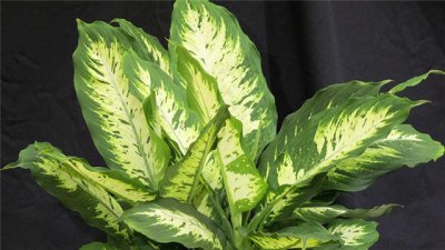 ​万年青怎么修剪？教你几个小技巧，长得又壮又好看！