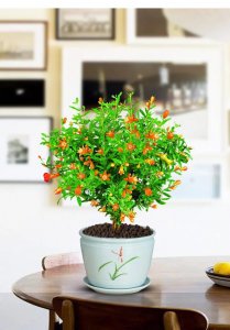 ​4种“吉祥树”，进宅守平安，家中养吉树，富贵自然来