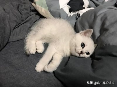 ​猫咪大便有血怎么回事？对症下药轻松搞定！