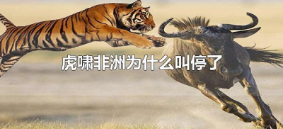​虎啸非洲为什么叫停了（非洲虎啸现在的状况）