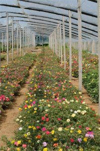 ​太阳花怎么移栽