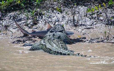 ​鹿死谁手：鳄鱼大战鲨鱼！