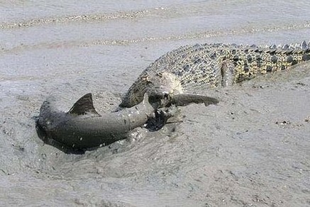 鹿死谁手：鳄鱼大战鲨鱼！