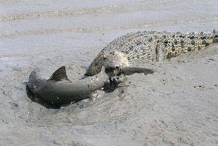 鹿死谁手：鳄鱼大战鲨鱼！