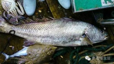 ​相隔两年南澳渔民又捕获金钱鳘鱼，你们火眼金睛来辨识