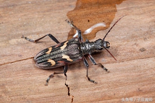 昆虫图集：天牛